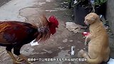 猫咪闯进母鸡的地盘，结果被6只母鸡包围，猫咪可惨了