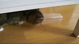 猫咪与透明盒子缠缠绵绵的那些事儿