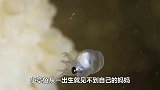 小章鱼从出生就见不到妈妈，一出生妈妈就自杀，母爱太伟大了
