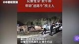 民警变身放牛郎帮迷路牛找主人