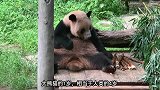 重庆动物园的：世界上最年长的大熊猫，相当于人类152岁！