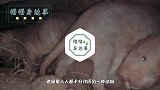 这个奇丑无比的动物，为什么能备受全人类宠爱，你知道原因吗