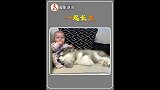 小宝宝和一只小狗一起长大，这还真是一段快乐的经历
