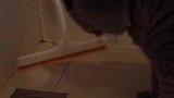 猫：别打扰我，我在这儿抓老鼠呢！