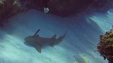 鲨鱼被一把刀戳穿脑袋，还若无其事的游来游去，这是个什么鬼？