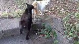 野外发现一只流浪猫，细看有点不对劲，走近一看后背湿了