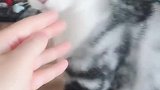 猫：铲屎的恭喜发财，小鱼干交出来！