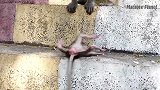 这是我见过最惨的小猴子跟猴妈，看完这个视频整个人都不好了