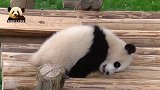 “累瘫了”是一种怎样的体验？熊猫宝宝生动演绎