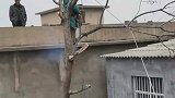 第一次见这么飒的女伐木工，男子拍摄女伐木工工作