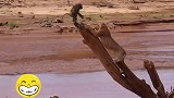 猴子站在干枯的木头上，母狮趴着树干看着它