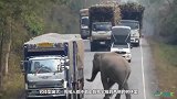 泰国大象竟然拦路抢甘蔗 这样的劫匪简直太霸气