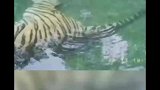 饲养员拍下东北虎水池放屁一幕