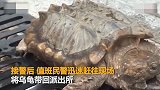【江苏】25斤大鳄龟“离家出走”闹市遛弯 市民吓坏忙报警