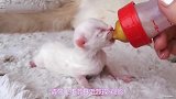超级可爱的小猫咪喝奶的样子简直要不这么萌啦!388