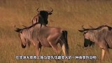 动物：狮群围攻角马，镜头拍下惊险全过程