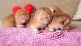 这是出生后6天的小猫宝宝，眼睛还没有睁开，超级萌
