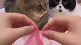 将猫咪头发梳成大人的模样
