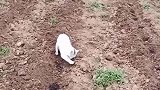 百亩地消耗一只小猫咪