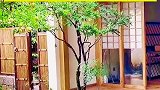 门前三棵树，上下三代富，你知道是哪三种树吗