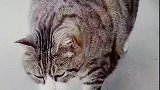 肥猫实在是不想动，这姿势没谁了