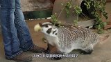 狗子盯上肉乎乎的美洲獾，上去就是一口，结果被追到天涯海角！