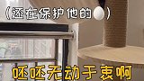 为什么买了装备也没办法保护好呸呸的蛋啊…萌宠嘉年华 呸式vlog