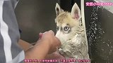 爆笑：愚蠢的人类，我记住你了，下次出门给我小心点！