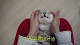 主人给喵头部按摩“马杀鸡”，喵舒服到直喊不要停，萌化了