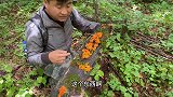 村里出了一颗大人参，估价能在县城买套楼，小开也上山碰碰运气！