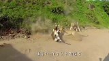 母狮控制不住野性扑向游客，一下子栽进沟里，雄狮-傻媳妇儿