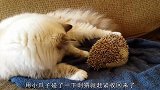 猫和刺猬打架，对着刺猬就是一拳，猫咪的反应让人笑哭
