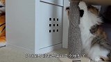 猫咪见到老虎是什么反应竟然敢用爪子拍老虎的脸太大胆了
