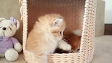4只小猫咪挤在篮子玩耍，一只比一只漂亮，有没有组团去偷猫的