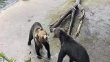 两头熊看不对眼，大战一触即发！