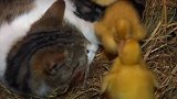 猫咪：这些小鸭子我罩着，谁敢动？