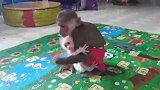 新来的孤儿猴有点紧张，猴子阿布紧紧把它抱在怀里，画面好温馨