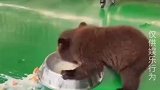 小熊这吃顿饭要气死了，现在就敢护食，长大就敢偷袈裟！