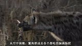 查拉拉狮群抢走鬣狗的羚羊，终于吃上顿饱饭