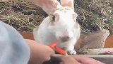 农村人喂出来的新品种兔子，竟然连这种红辣椒都敢吃，太厉害了！