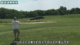 巨型短吻鳄穿越高尔夫球场，国外小哥淡定拍视频，难道他不害怕吗？