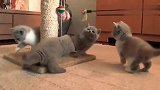 六周大的一窝小猫咪，萌到让人爱不释手