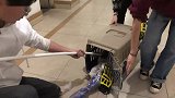 猫咪被困90°通风井，内窥镜手术式救猫再现！