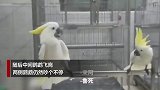 两只鹦鹉吵架殃及中间鹦鹉 随后发生的事笑喷网友