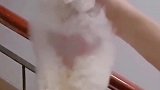 吃可爱长大的小熊熊
