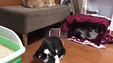 面对贪玩的小奶猫，猫妈二话不说咬住耳朵就叼走：叫你不听话