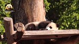 熊猫宝宝梦想梦圆上班时间不好好“工作”，呼呼大睡，太治愈了