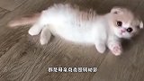 当小猫第一次见父亲，全身炸毛，把公猫吓的不轻