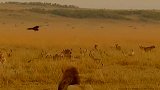 小狮子被流浪雄狮杀害，尸体引来大群食腐动物，狮子妈妈伤心不已