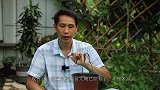 交作业，芒果仁繁殖的芒果树，这样养护，生长更加快速，结果也快